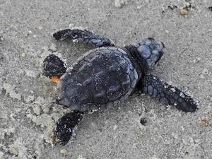 Çeşme'nin ilk caretta carettaları denizle buluştu