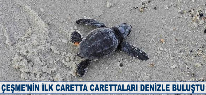 Çeşme'nin ilk caretta carettaları denizle buluştu