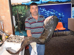 Kepsut Deresi'nde 1.5 metrelik karabalık yakalandı