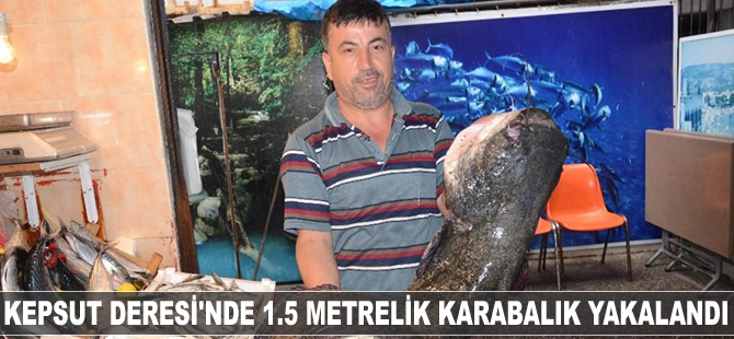 Kepsut Deresi'nde 1.5 metrelik karabalık yakalandı