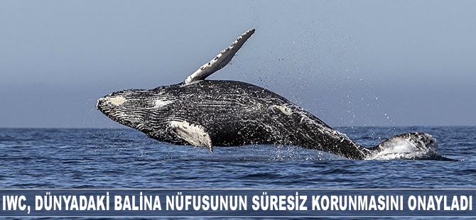 IWC, dünyadaki balina nüfusunun süresiz korunmasını onayladı