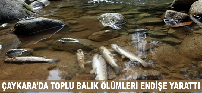 Çaykara'da toplu balık ölümleri endişelendiriyor