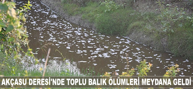 Akçasu Deresi'nde toplu balık ölümleri meydana geldi