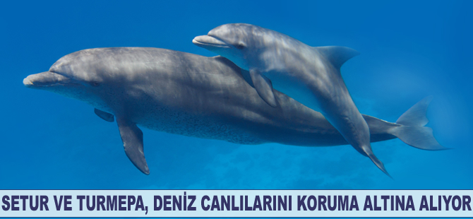 Setur ve TURMEPA’nın iş birliği ile deniz canlıları koruma altında