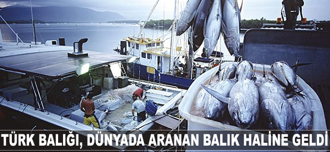 Türk balığı dünyada aranan balık haline geldi