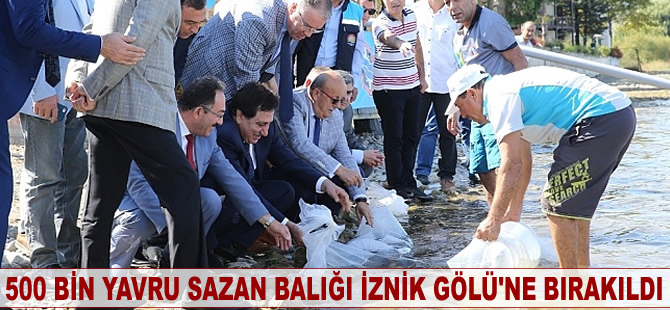 500 bin yavru sazan balığı İznik Gölü'ne bırakıldı