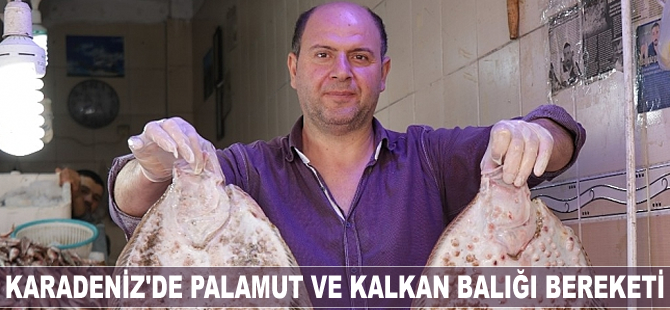 Karadeniz'de palamut ve kalkan balığı bereketi yaşanıyor