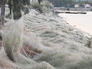 Yunanistan'da tüm sahil örümcek ağlarıyla kaplandı