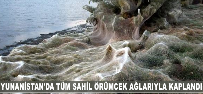 Yunanistan'da tüm sahil örümcek ağlarıyla kaplandı