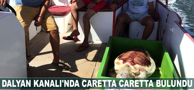 Dalyan Kanalı'nda caretta caretta bulundu