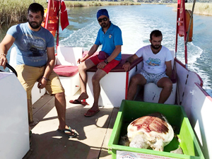 Dalyan Kanalı'nda caretta caretta bulundu