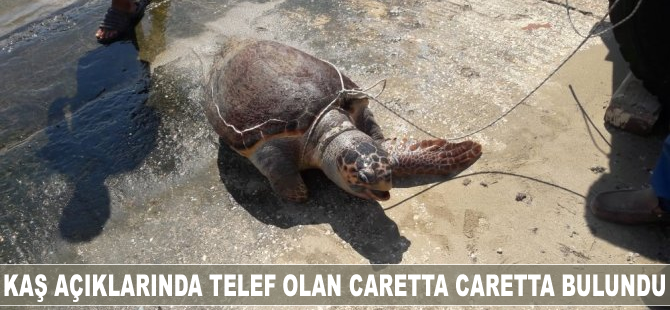 Kaş açıklarında telef olan caretta caretta bulundu