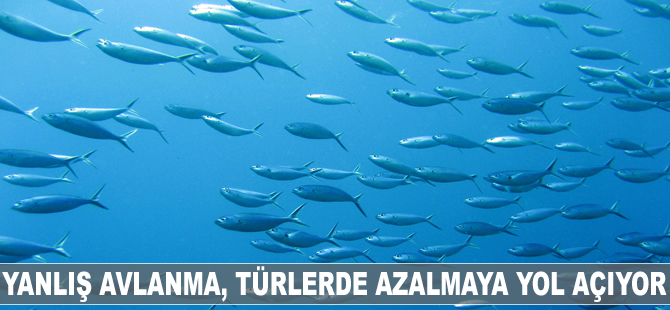 Mehmet Ceylan: Yanlış avlanma, türlerde azalmaya yol açıyor