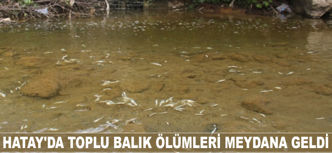 Hatay'da toplu balık ölümleri meydana geldi