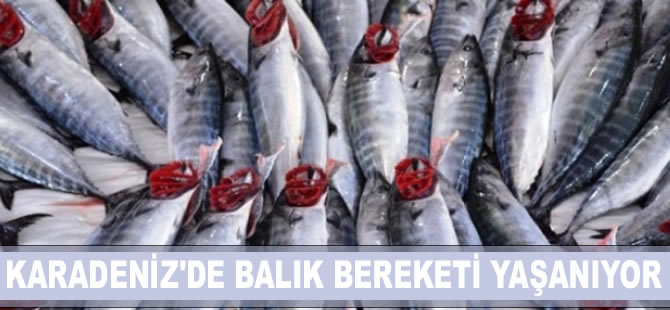 Balık bereketi yaşanıyor! 40 ton palamut avlandı...