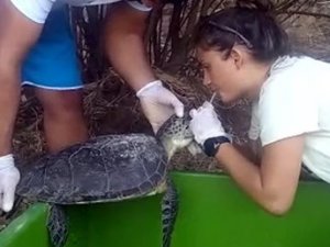 Deniz kaplumbağasını hayata döndürdüler