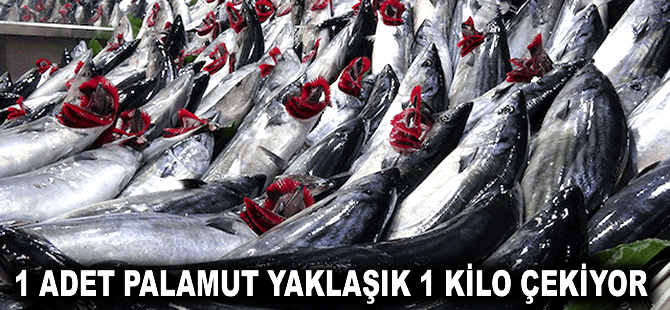1 adet Palamut yaklaşık 1 Kilo çekiyor