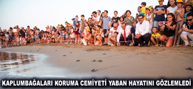 Kaplumbağaları Koruma Cemiyeti yaban hayatını gözlemledi