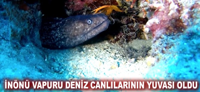 İnönü Vapuru deniz canlılarının yuvası oldu