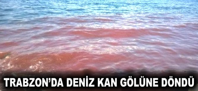 Trabzon'da deniz kan gölüne döndü