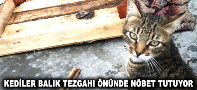 Kediler balık tezgahı önünde nöbet tutuyor