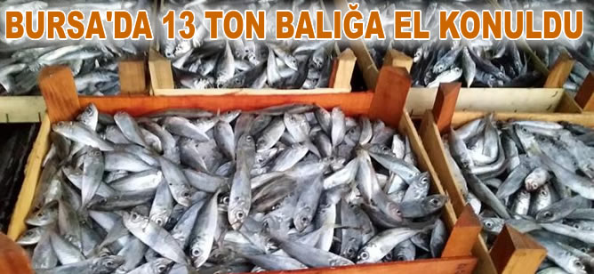 Bursa'da 13 ton balığa el konuldu