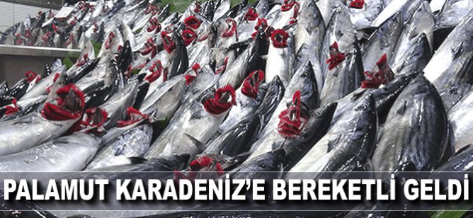 Palamut, Karadeniz'e bereketli geldi
