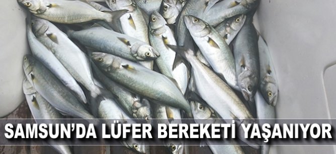 Samsun'da lüfer bereketi yaşanıyor