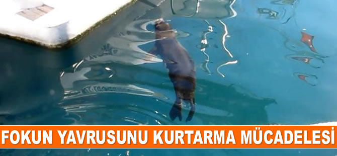 Mehmet Gökoğlu, anne fokun mücadelesini anlattı