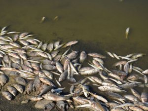 Tahtaköprü Barajı’ndaki balık ölümleri korkuttu