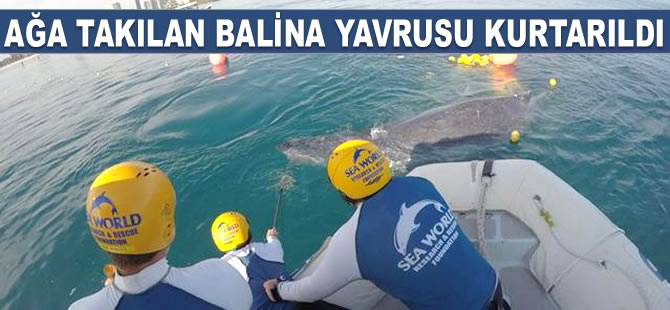 Ağa takılan balina yavrusu, operasyonla kurtarıldı