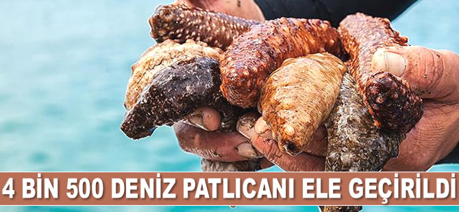 Edirne’de avlanması yasak deniz patlıcanı ve ahtapot ele geçirildi