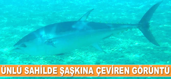 Antalya’nın Konyaaltı sahilinde aslan balığı görüntülendi