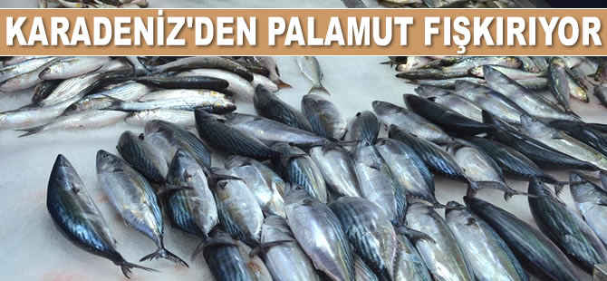 Karadeniz'den palamut fışkırıyor