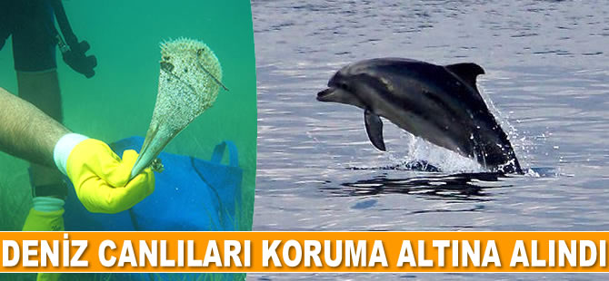 Çanakkale’de deniz canlıları koruma altına alındı