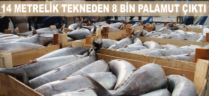 Akçakoca'da 14 metrelik tekneden 8 bin palamut çıktı