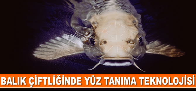 Yüz tanıma teknolojisiyle balıkların sağlık durumu takip edilecek