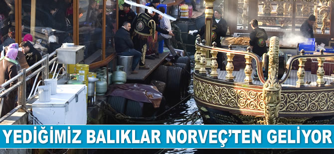 Eminönü’nde yediğimiz balıklar Norveç’ten geliyor