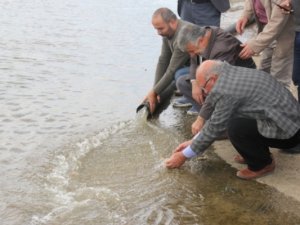 Yozgat’ta Çekerek Barajı'na 300 bin yavru sazan bırakıldı