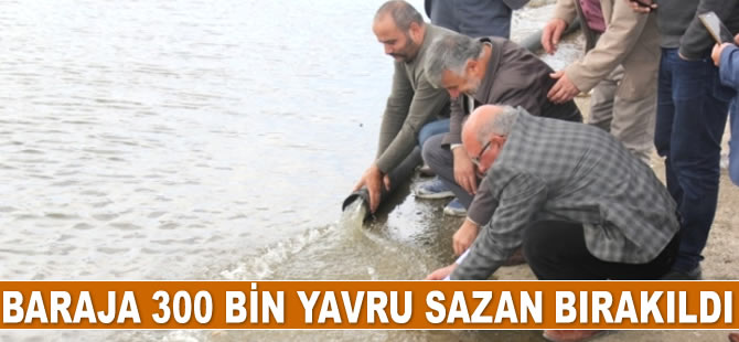 Yozgat’ta Çekerek Barajı'na 300 bin yavru sazan bırakıldı