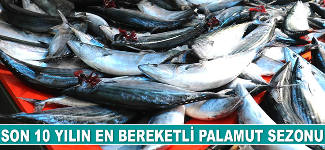 Ordu’da son 10 yılın en bereketli palamut sezonu yaşanıyor