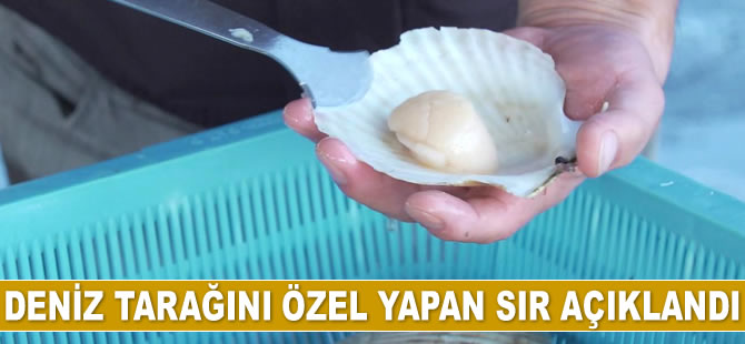 Deniz tarağını özel yapan sır