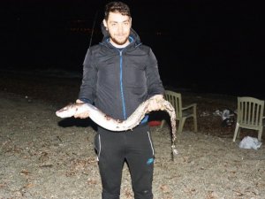 Oltayla 1,5 metre boyunda 5 kiloluk yılan balığı yakaladı