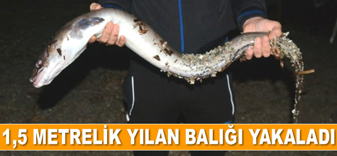 Oltayla 1,5 metre boyunda 5 kiloluk yılan balığı yakaladı