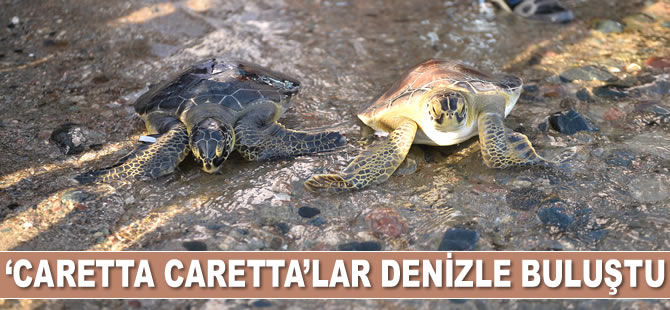 Mersin'de tedavi edilen ‘caretta caretta’lar suyla buluştu