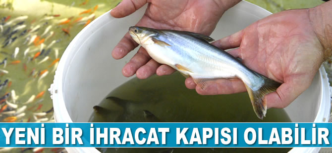 Tatlı suların köpekbalığı yeni bir ihracat kapısı olabilir