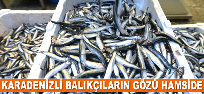 Karadenizli balıkçıların gözü hamside