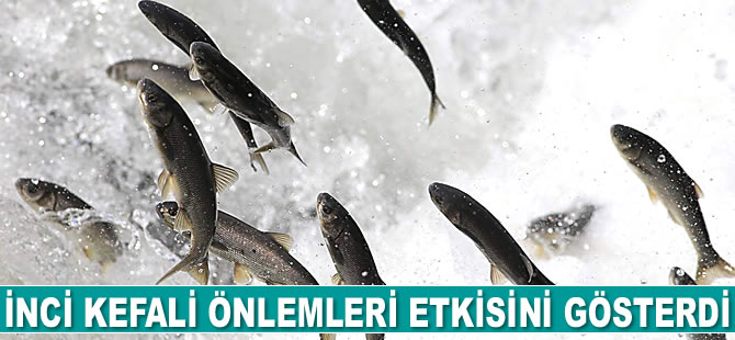 İnci kefali için alınan önlemler etkisini gösterdi