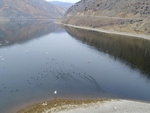 Obruk Barajı, Türkiye’ni yeni kuş cenneti oldu