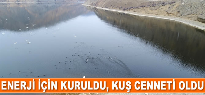 Obruk Barajı, Türkiye’ni yeni kuş cenneti oldu